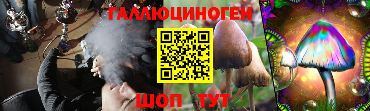 Галлюциногенные грибы Psilocybe Саратов